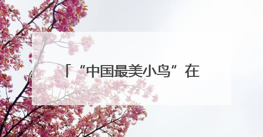“中国最美小鸟”在保山昌宁筑巢育儿
