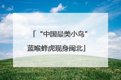“中国最美小鸟”蓝喉蜂虎现身闽北