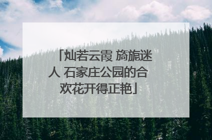 灿若云霞 旖旎迷人 石家庄公园的合欢花开得正艳