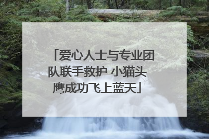爱心人士与专业团队联手救护 小猫头鹰成功飞上蓝天