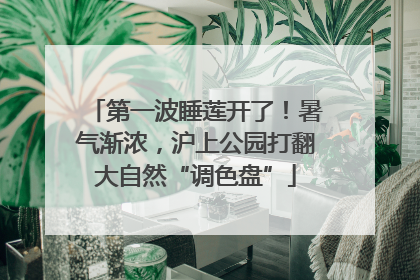 第一波睡莲开了！暑气渐浓，沪上公园打翻大自然“调色盘”