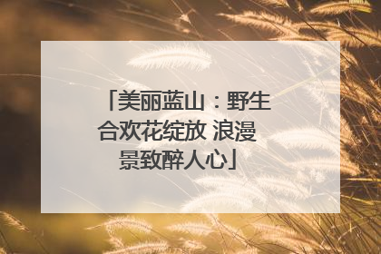 美丽蓝山：野生合欢花绽放 浪漫景致醉人心