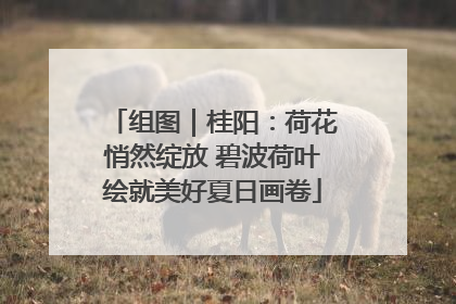 组图｜桂阳：荷花悄然绽放 碧波荷叶绘就美好夏日画卷
