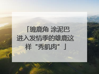 缠鹿角 涂泥巴 进入发情季的雄鹿这样“秀肌肉”