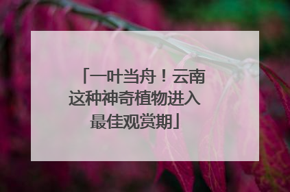 一叶当舟！云南这种神奇植物进入最佳观赏期