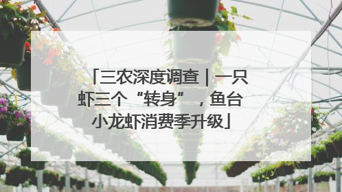 三农深度调查｜一只虾三个“转身”，鱼台小龙虾消费季升级