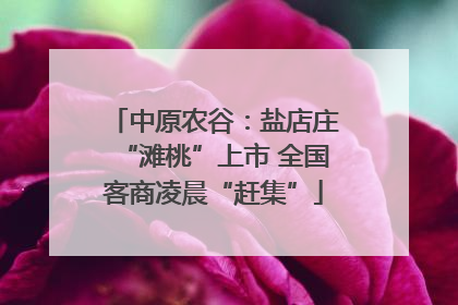 中原农谷：盐店庄“滩桃”上市 全国客商凌晨“赶集”