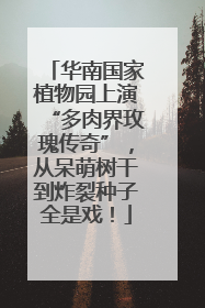 华南国家植物园上演“多肉界玫瑰传奇”，从呆萌树干到炸裂种子全是戏！