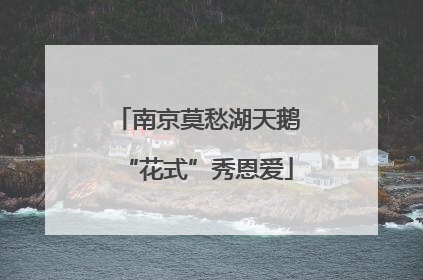 南京莫愁湖天鹅“花式”秀恩爱