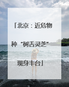 北京：近危物种“树舌灵芝”现身丰台