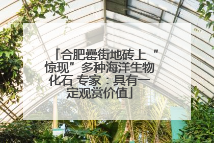 合肥罍街地砖上“惊现”多种海洋生物化石 专家：具有一定观赏价值