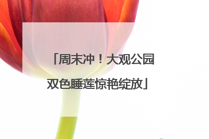 周末冲！大观公园双色睡莲惊艳绽放