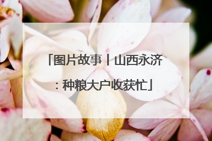 图片故事丨山西永济：种粮大户收获忙