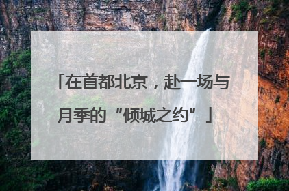 在首都北京，赴一场与月季的“倾城之约”