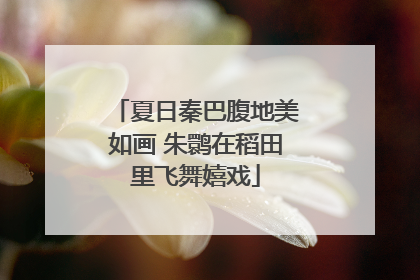 夏日秦巴腹地美如画 朱鹮在稻田里飞舞嬉戏