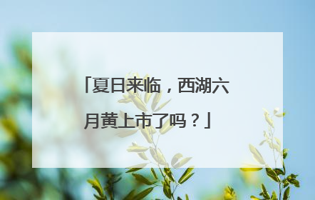 夏日来临，西湖六月黄上市了吗？