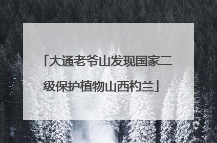 大通老爷山发现国家二级保护植物山西杓兰