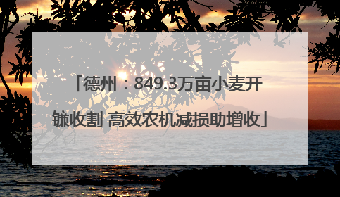 德州：849.3万亩小麦开镰收割 高效农机减损助增收
