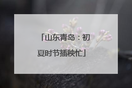 山东青岛：初夏时节插秧忙