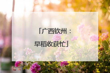 广西钦州：早稻收获忙