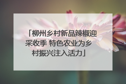 柳州乡村新品辣椒迎采收季 特色农业为乡村振兴注入活力