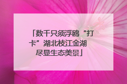 数千只须浮鸥“打卡”湖北枝江金湖 尽显生态美景