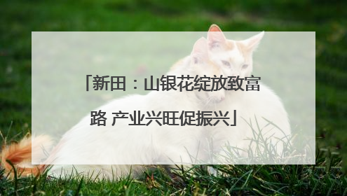 新田：山银花绽放致富路 产业兴旺促振兴