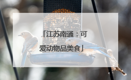 江苏南通：可爱动物品美食