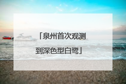泉州首次观测到深色型白鹭