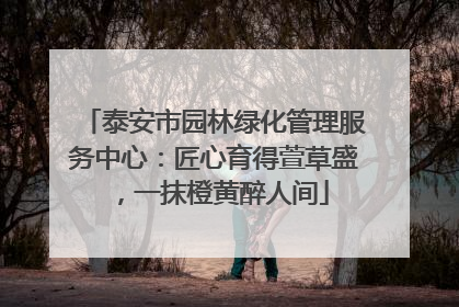 泰安市园林绿化管理服务中心：匠心育得萱草盛，一抹橙黄醉人间