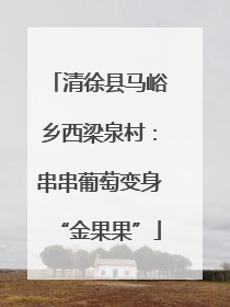清徐县马峪乡西梁泉村：串串葡萄变身“金果果”