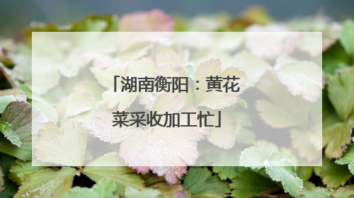 湖南衡阳：黄花菜采收加工忙