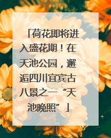 荷花即将进入盛花期！在天池公园，邂逅四川宜宾古八景之一“天池晚照”