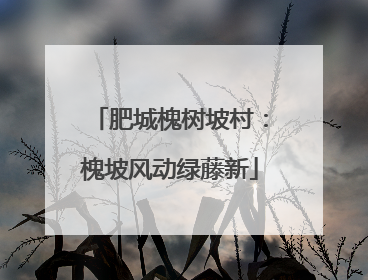 肥城槐树坡村：槐坡风动绿藤新