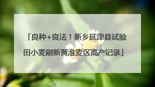 良种+良法！新乡延津县试验田小麦刷新黄淮麦区高产记录