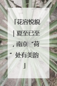 花容悦貌｜夏至已至，南京“荷”处有美韵