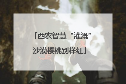 西农智慧“灌溉” 沙漠樱桃别样红