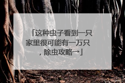 这种虫子看到一只家里很可能有一万只，除虫攻略→
