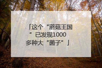 这个“蘑菇王国”已发现1000多种大“菌子”