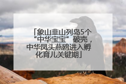 象山韭山列岛5个“中华宝宝”破壳，中华凤头燕鸥进入孵化育儿关键期