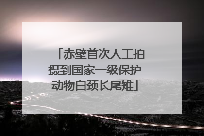赤壁首次人工拍摄到国家一级保护动物白颈长尾雉