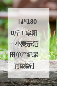 超1800斤！阜阳一小麦示范田单产纪录再刷新