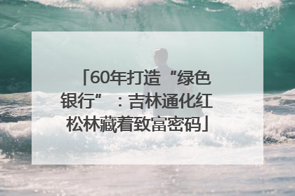 60年打造“绿色银行”：吉林通化红松林藏着致富密码